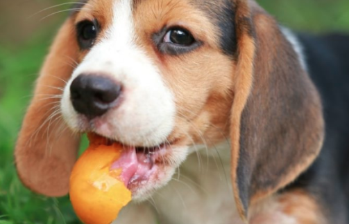 dog eating raw egg