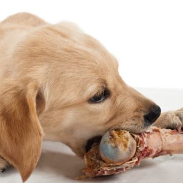carnivore diet for your dog